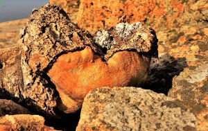 10649049_10204161632377606_6985231911741253865_o