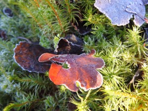 dscn7303-kopi-2-kopi