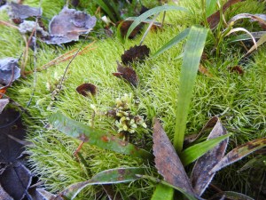 dscn7309-kopi-2-kopi