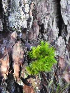 dscn7332-kopi-kopi-kopi