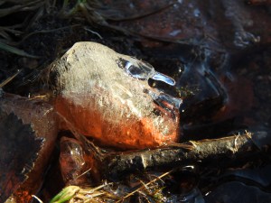 dscn7349-kopi-2-kopi