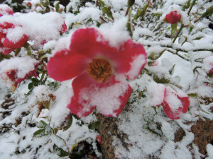 DSCN0835 Ã¢ÂÂ Kopi