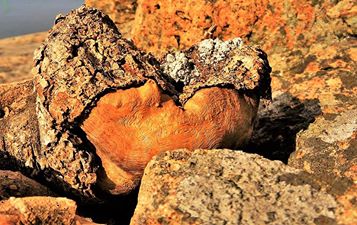 14370020_10209795308855997_4045644263798887573_n